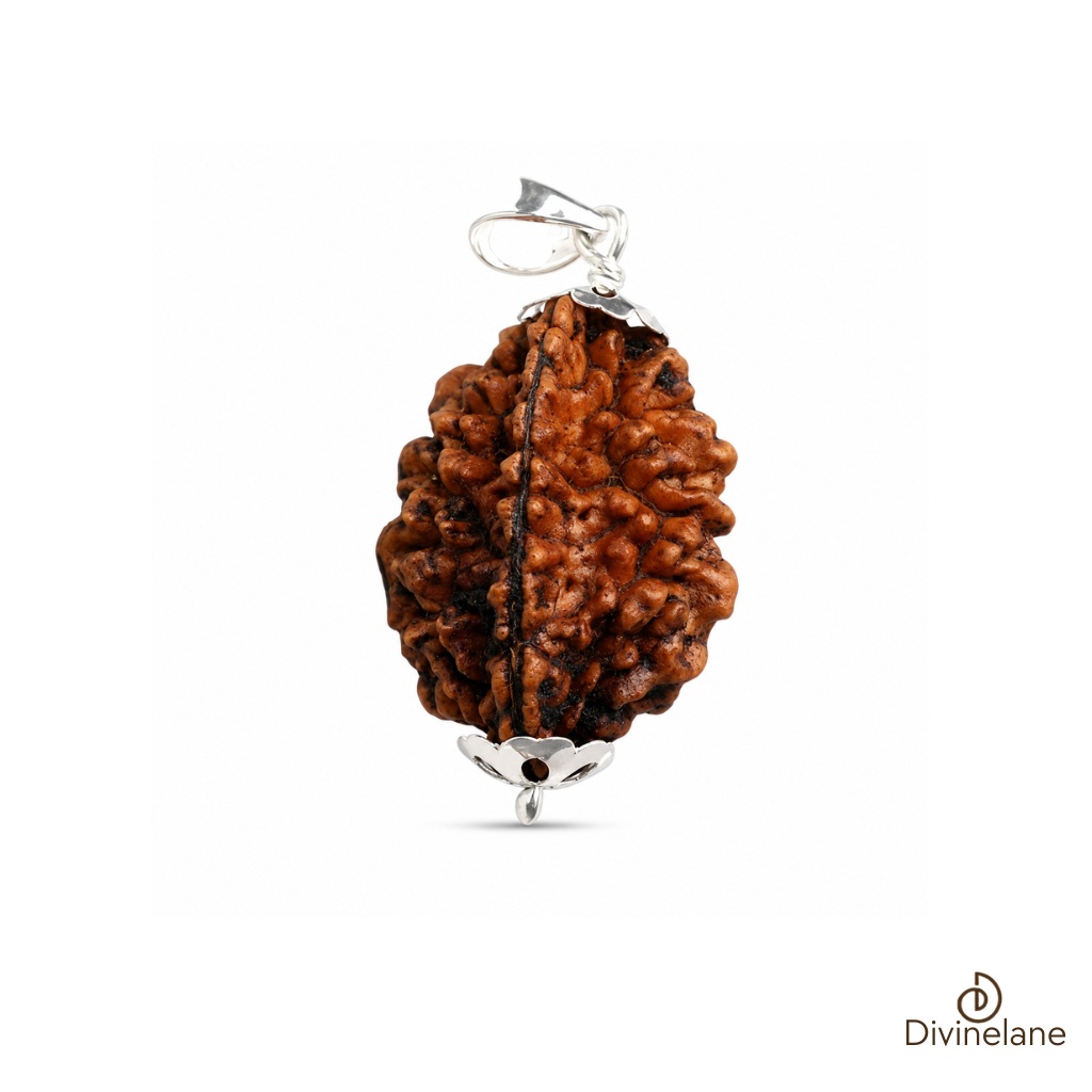 2 Mukhi Rudraksha (Nepali)