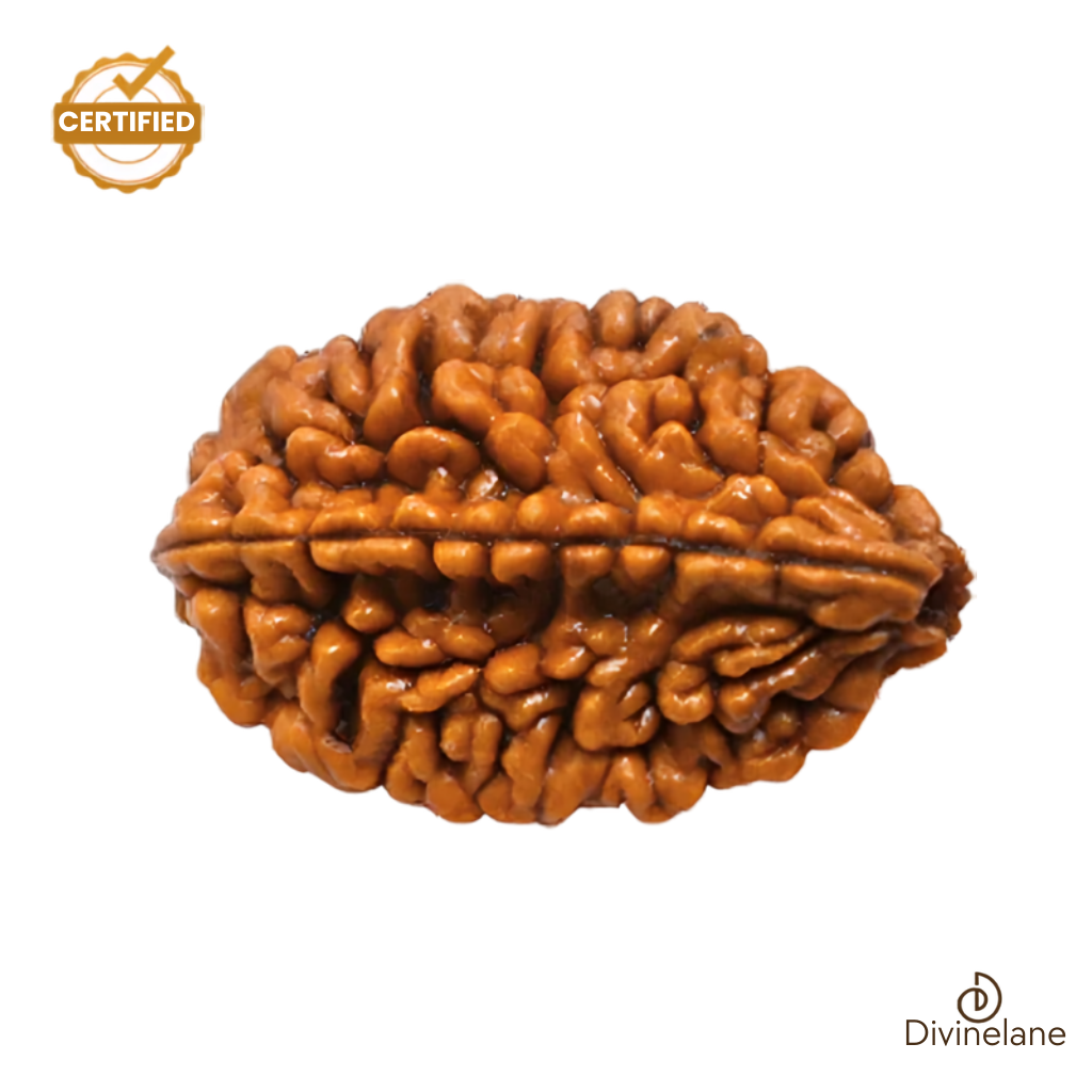 2 Mukhi Rudraksha (Nepali)