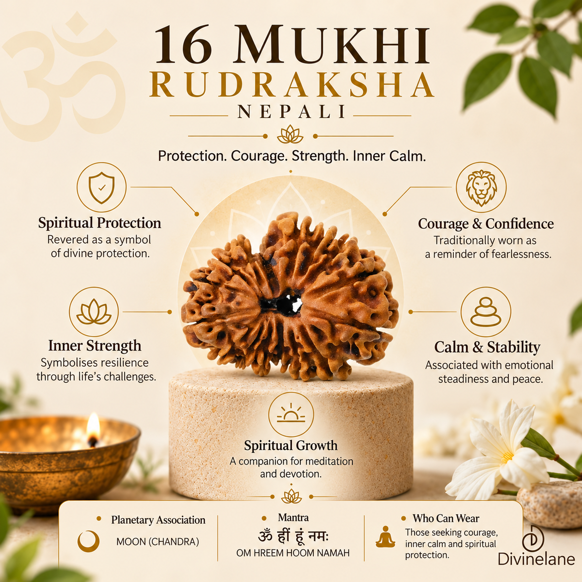 16 Mukhi Rudraksha