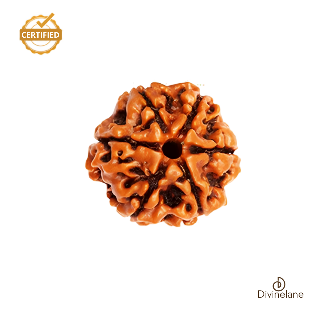6 Mukhi Rudraksha (Nepali)