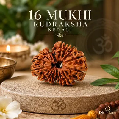 16 Mukhi Rudraksha